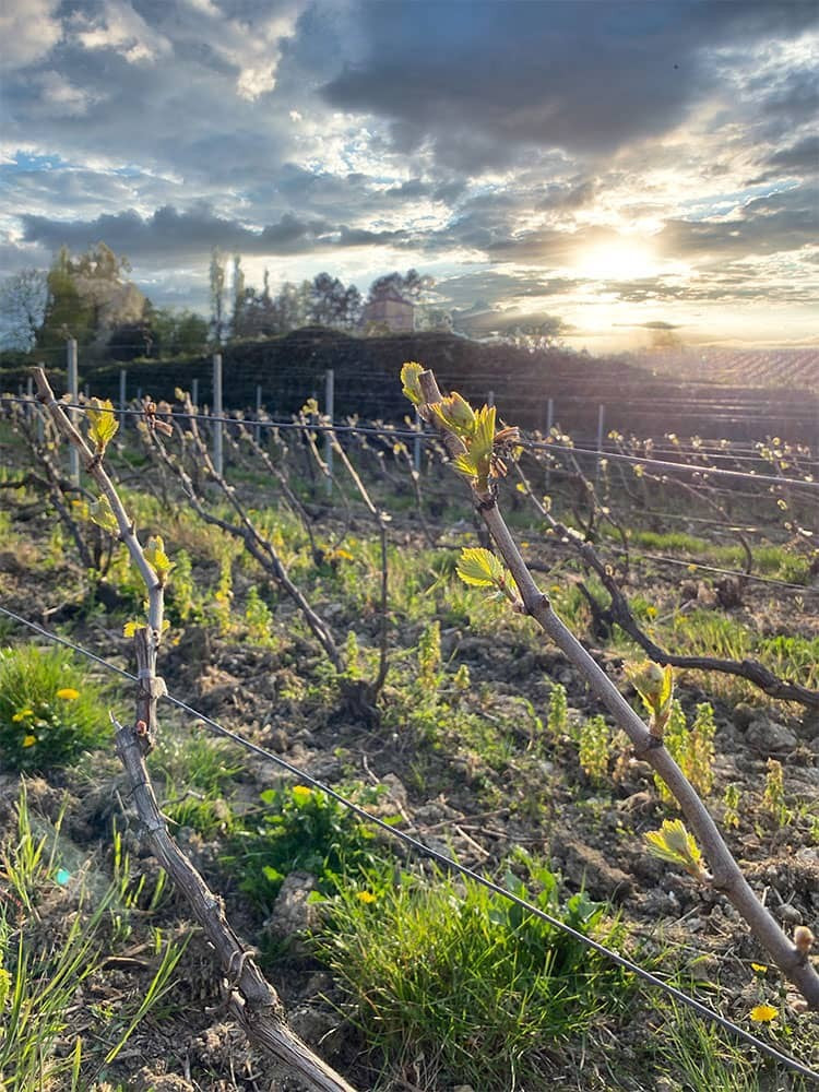 Het perceel Les Jardins van Liébart-Régnier in Vauciennes