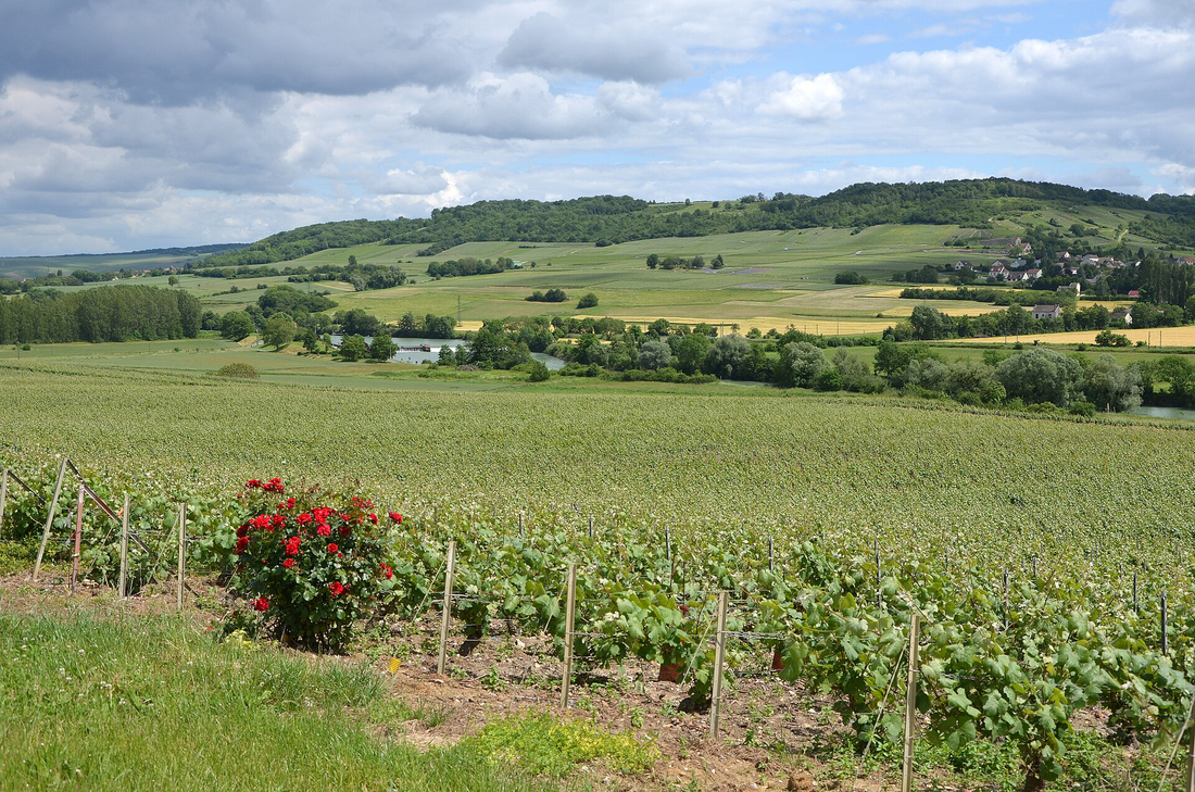 Wijngaarden in de Champagne, met een rivier en een wijndorp op de achtergrond