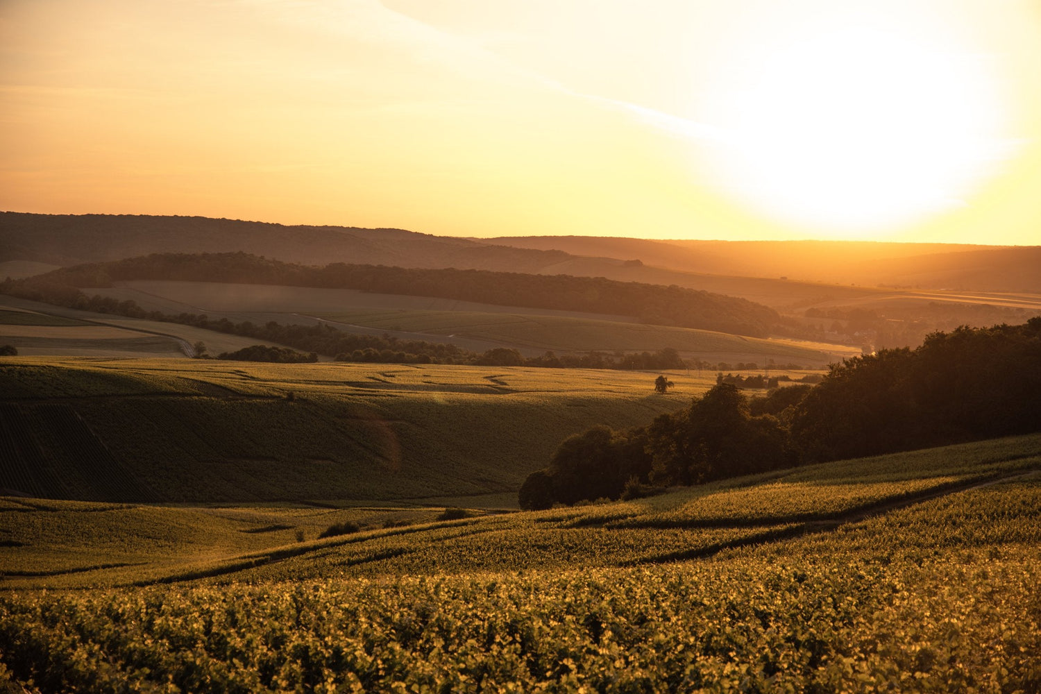 Wijngaarden van Champagne William Saintot in de Vallee de la Marne bij zonsondergang