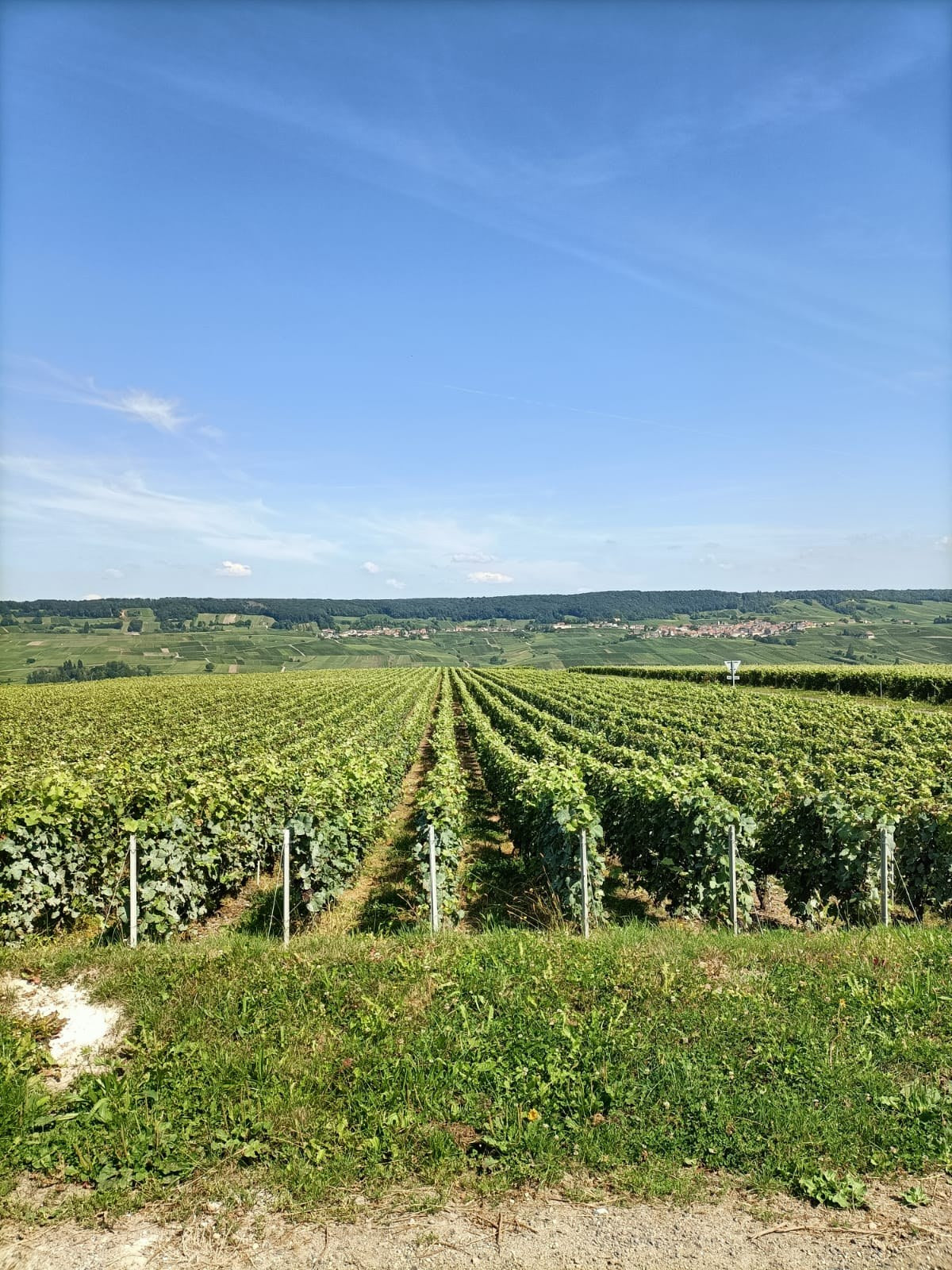 Wijngaarden van Champagne Laval in Boursault, Vallée de la Marne