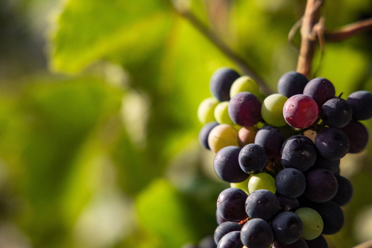 Rijpe Pinot Noir-druiven in de wijngaard van William Saintot